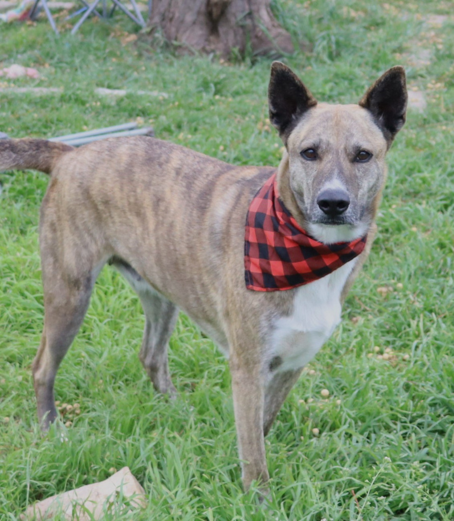 Maizy, an adoptable Catahoula Leopard Dog, Husky in Junction, TX, 76849 | Photo Image 5