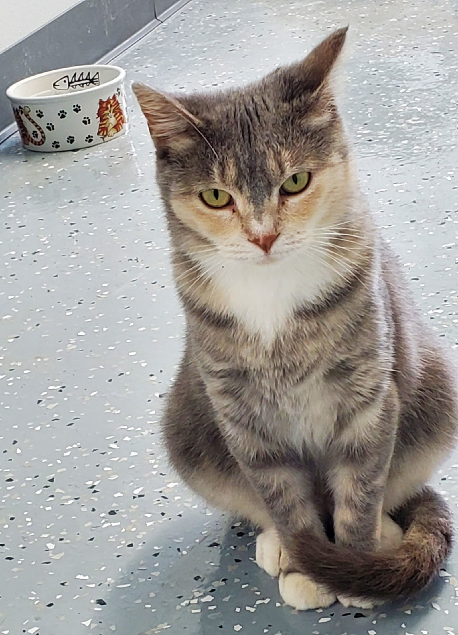 Becca, an adoptable Domestic Short Hair in Greenville, IL, 62246 | Photo Image 1