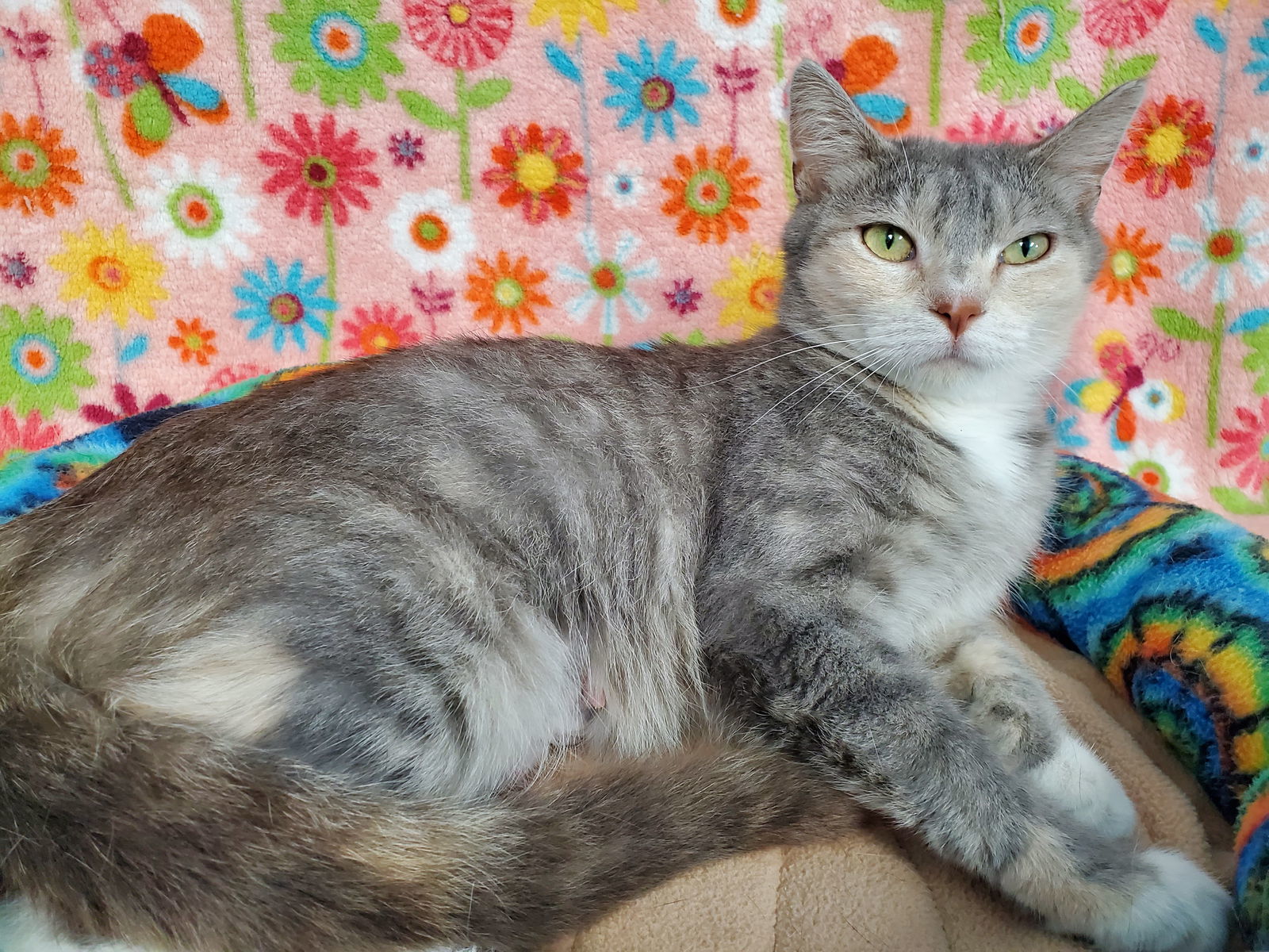 Becca, an adoptable Domestic Short Hair in Greenville, IL, 62246 | Photo Image 2