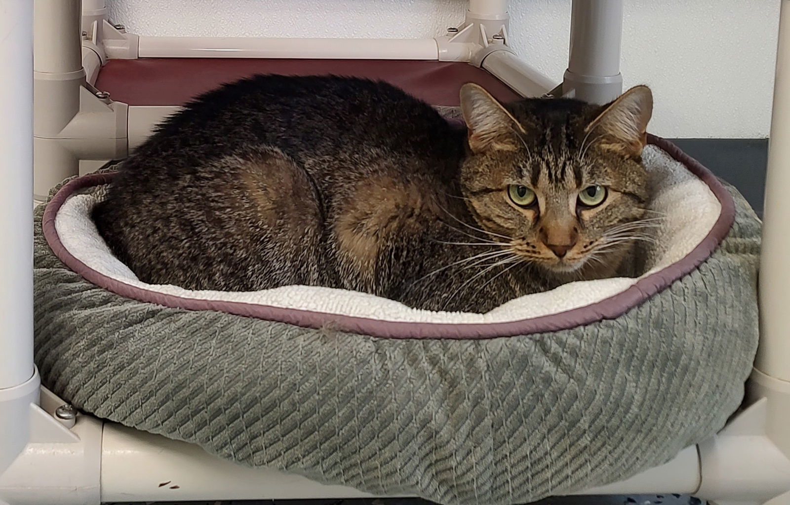 Dumplin, an adoptable Domestic Short Hair in Greenville, IL, 62246 | Photo Image 1