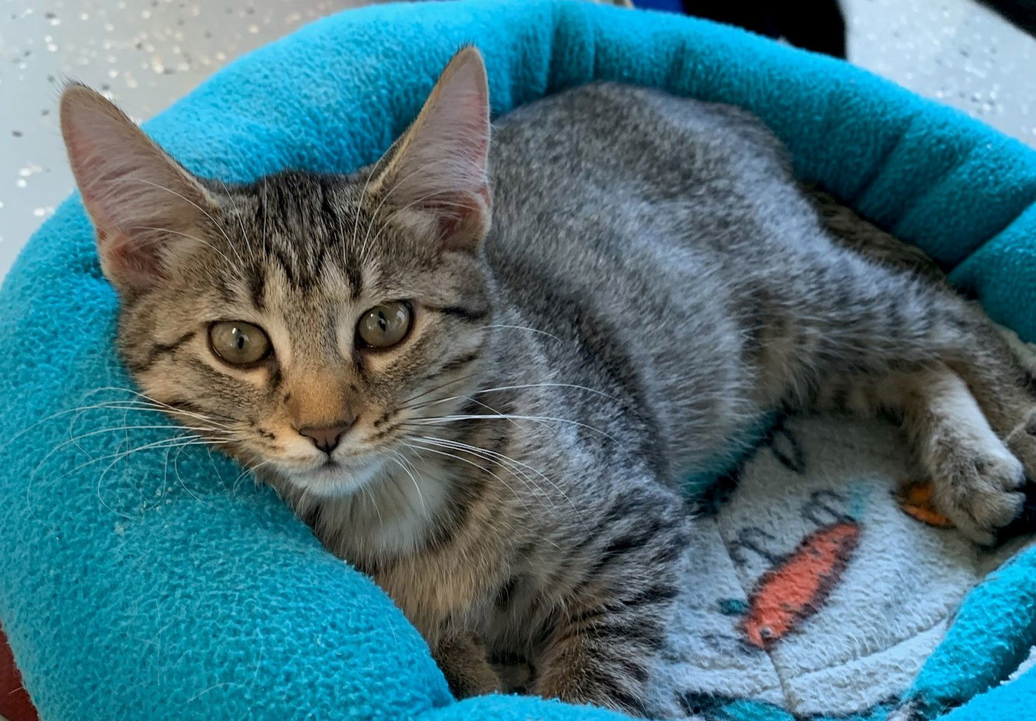 Dumplin, an adoptable Domestic Short Hair in Greenville, IL, 62246 | Photo Image 2