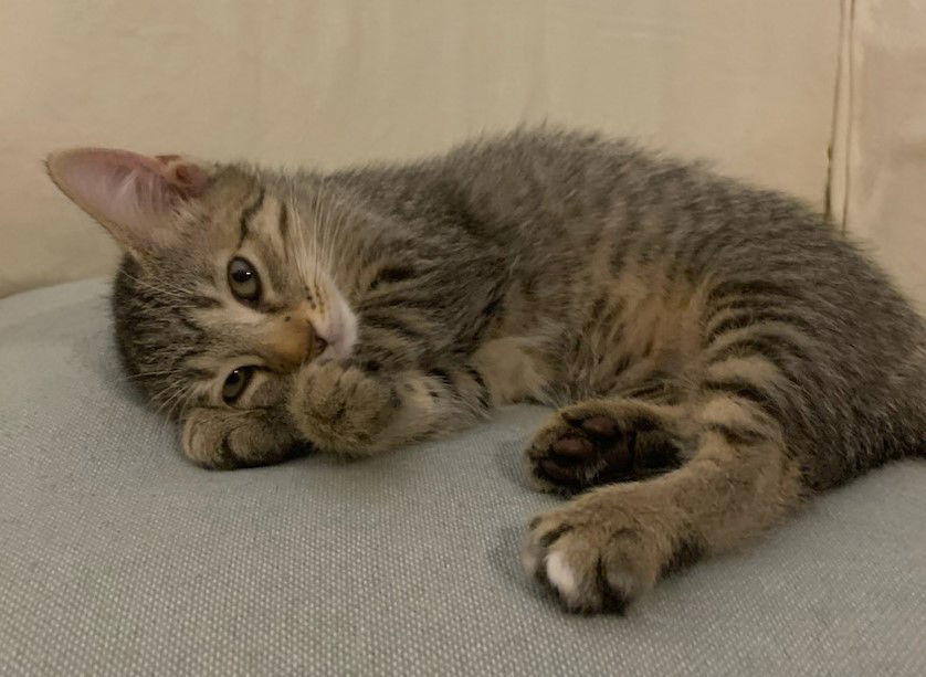 Dumplin, an adoptable Domestic Short Hair in Greenville, IL, 62246 | Photo Image 3