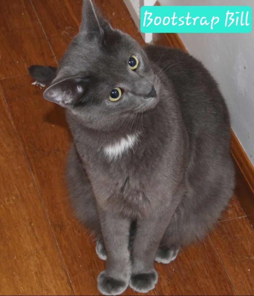 Bootstrap Bill, an adoptable Domestic Short Hair, Russian Blue in Ogden, UT, 84409 | Photo Image 1