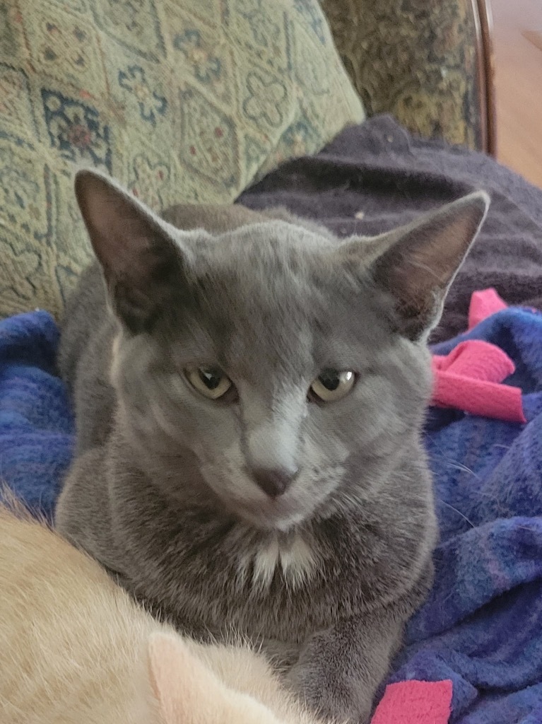 Bootstrap Bill, an adoptable Domestic Short Hair, Russian Blue in Ogden, UT, 84409 | Photo Image 2