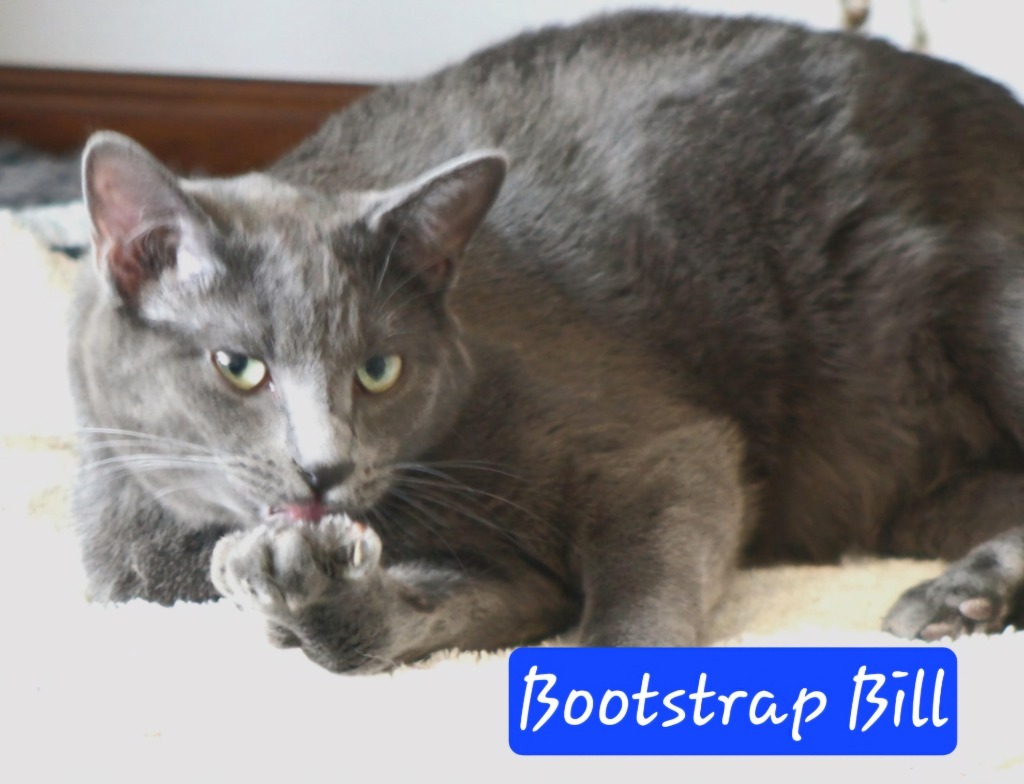 Bootstrap Bill, an adoptable Domestic Short Hair, Russian Blue in Ogden, UT, 84409 | Photo Image 3
