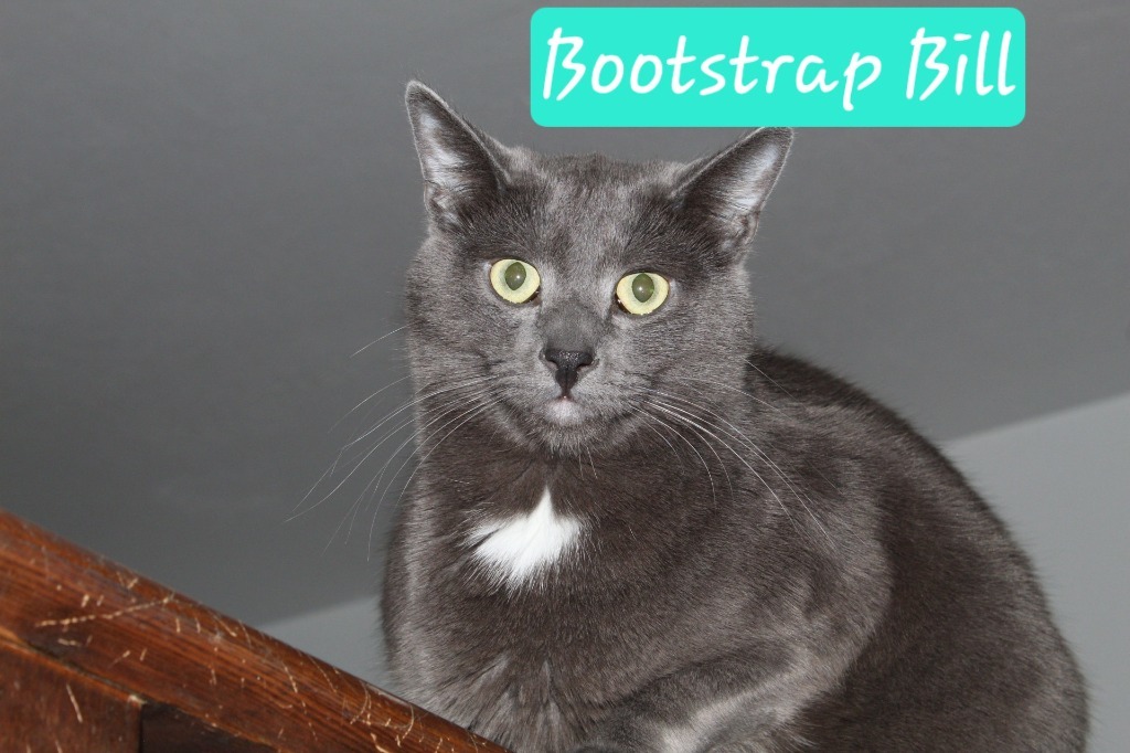 Bootstrap Bill, an adoptable Domestic Short Hair, Russian Blue in Ogden, UT, 84409 | Photo Image 4