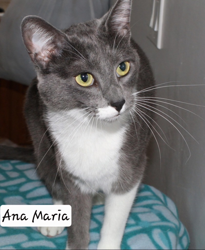 Ana Maria, an adoptable Domestic Short Hair in Ogden, UT, 84409 | Photo Image 1