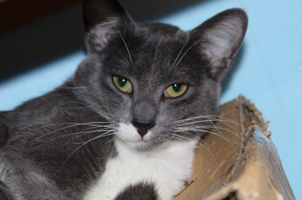 Ana Maria, an adoptable Domestic Short Hair in Ogden, UT, 84409 | Photo Image 2