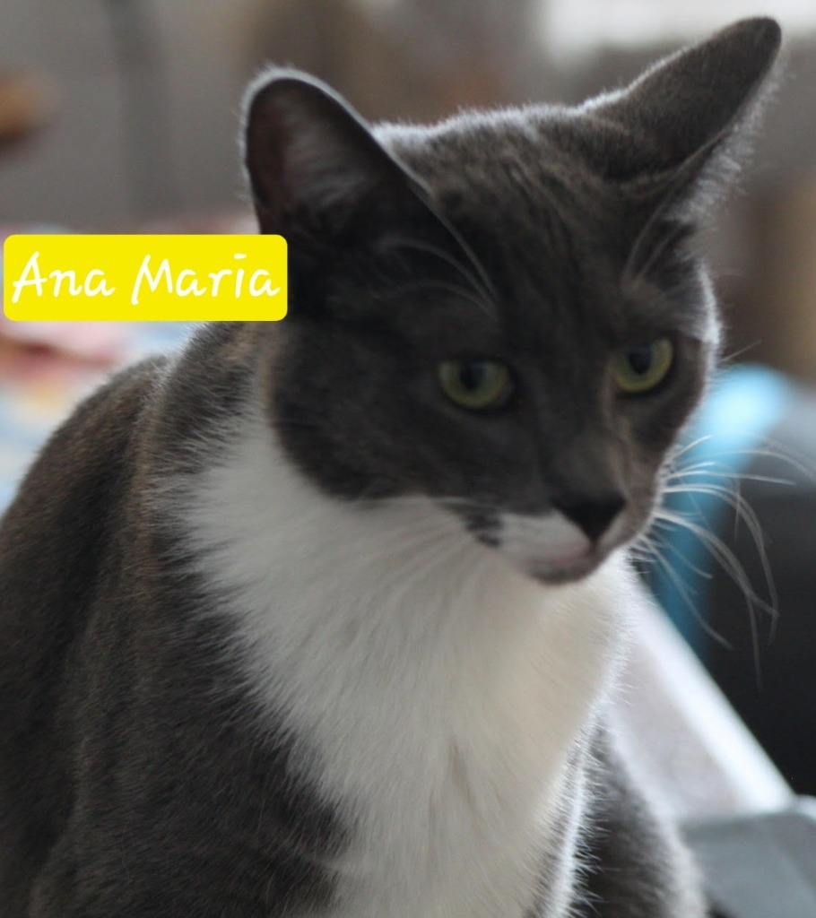 Ana Maria, an adoptable Domestic Short Hair in Ogden, UT, 84409 | Photo Image 3