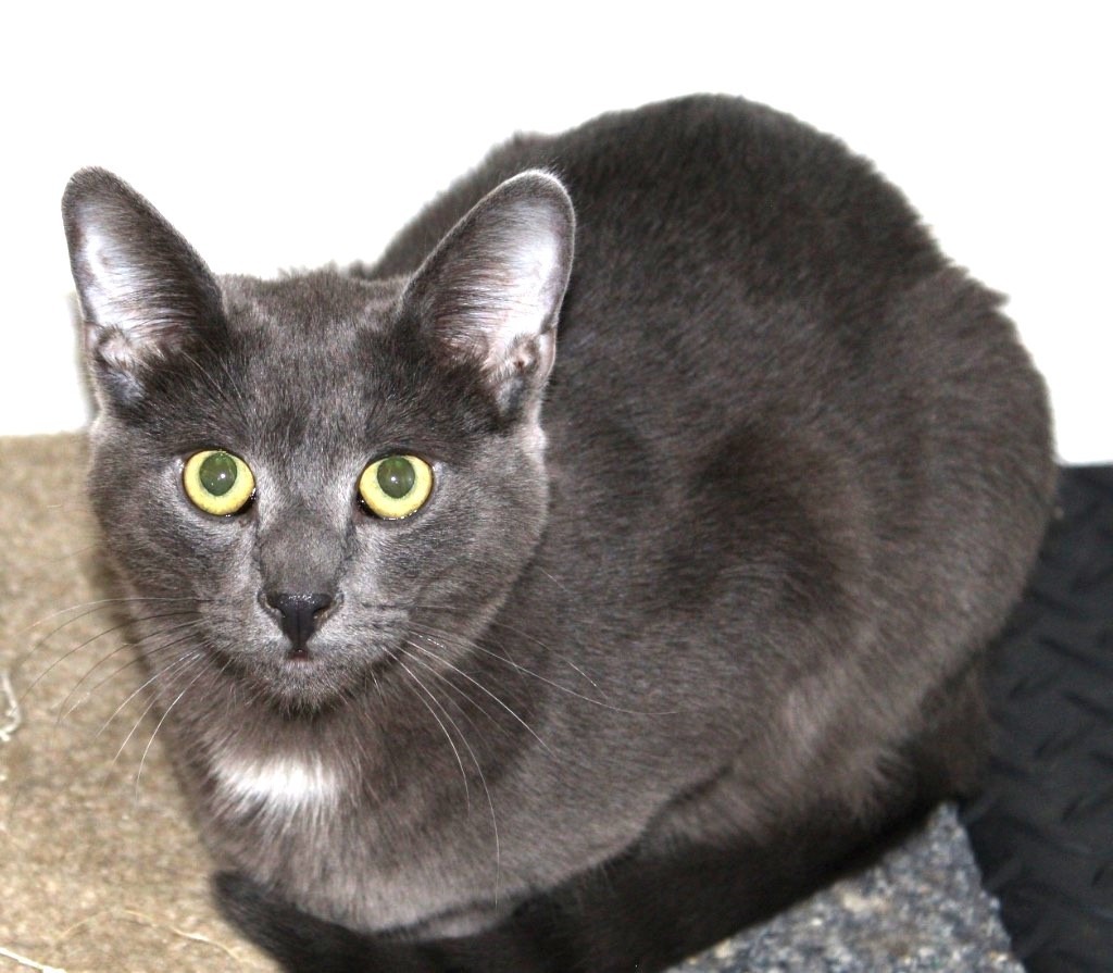 Gibbs, an adoptable Domestic Short Hair, Russian Blue in Ogden, UT, 84409 | Photo Image 1