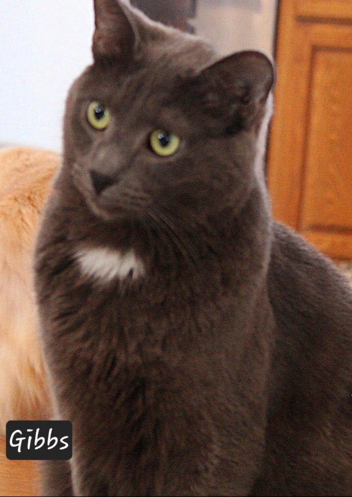 Gibbs, an adoptable Domestic Short Hair, Russian Blue in Ogden, UT, 84409 | Photo Image 1