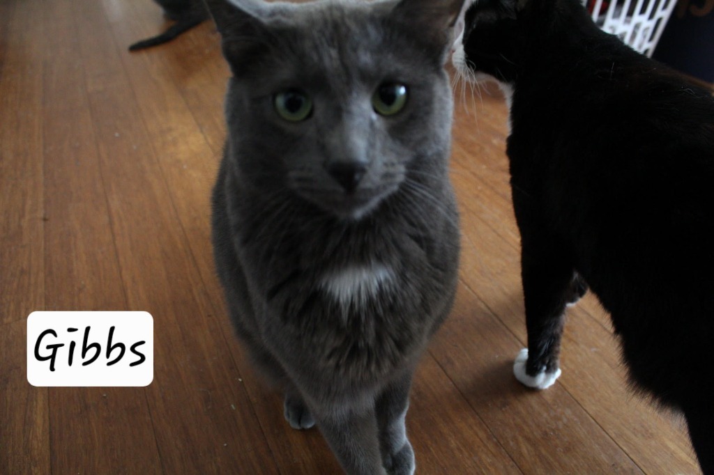 Gibbs, an adoptable Domestic Short Hair, Russian Blue in Ogden, UT, 84409 | Photo Image 3