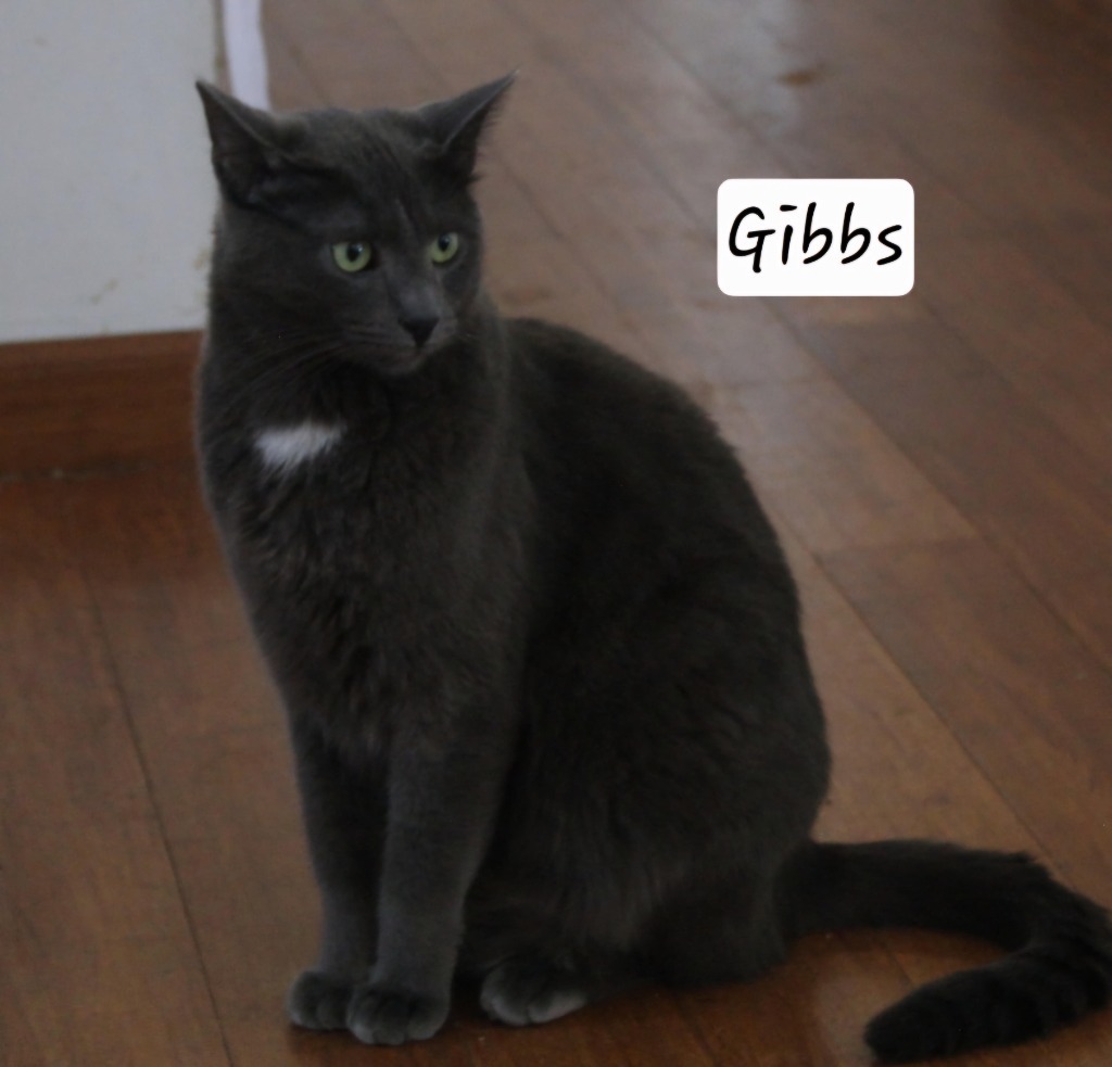 Gibbs, an adoptable Domestic Short Hair, Russian Blue in Ogden, UT, 84409 | Photo Image 4