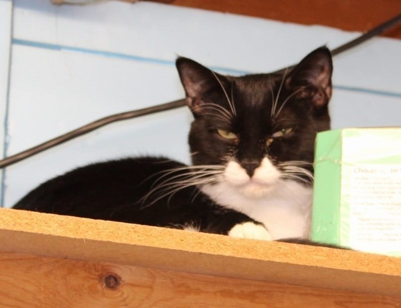 Tiny Tim, an adoptable Domestic Short Hair in Ogden, UT, 84409 | Photo Image 1