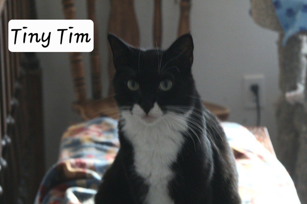 Tiny Tim, an adoptable Domestic Short Hair in Ogden, UT, 84409 | Photo Image 1