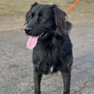 Petfinder flat hot sale coated retriever