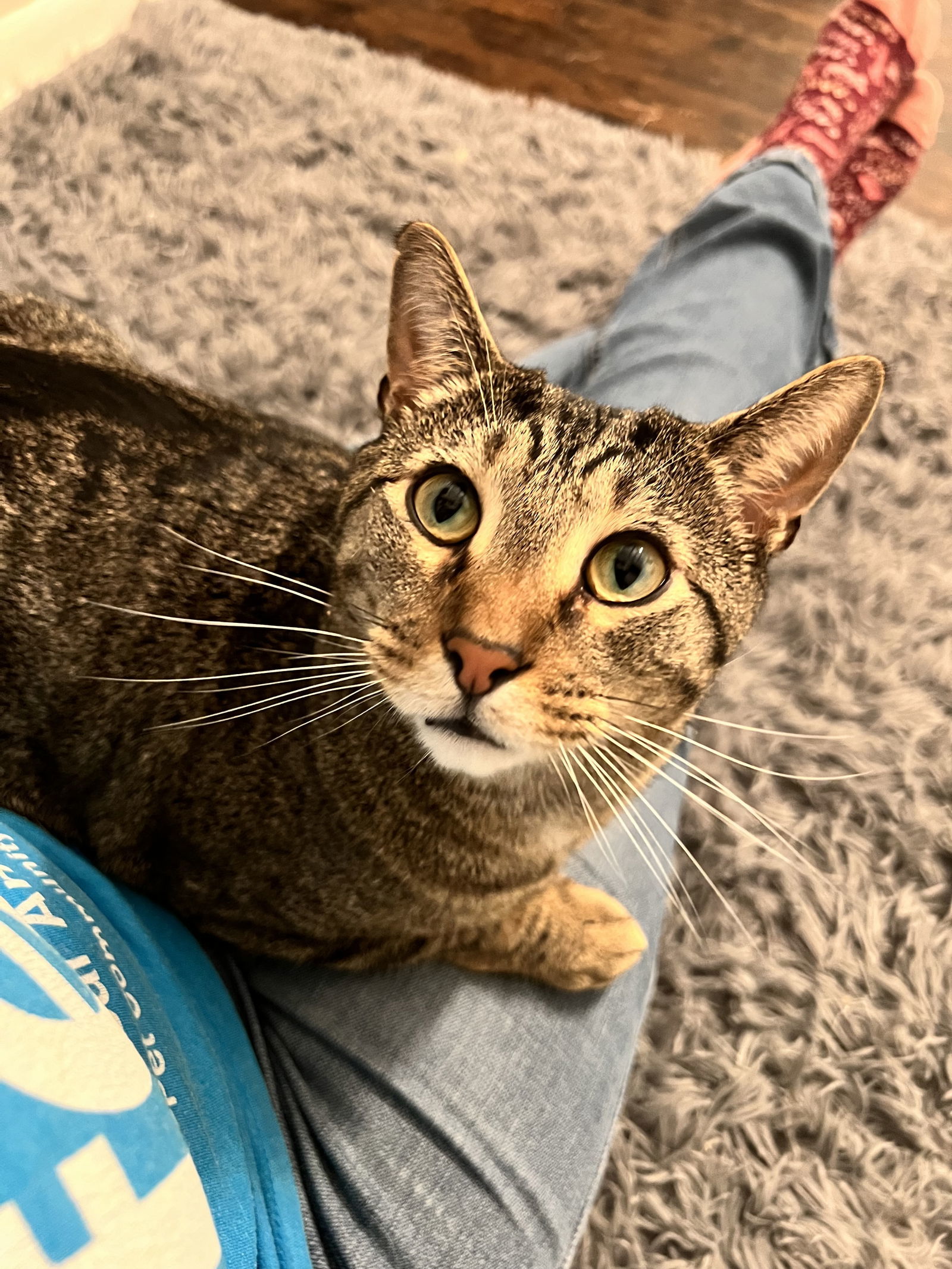 Bagel, an adoptable Domestic Short Hair in Nashville, TN, 37221 | Photo Image 1