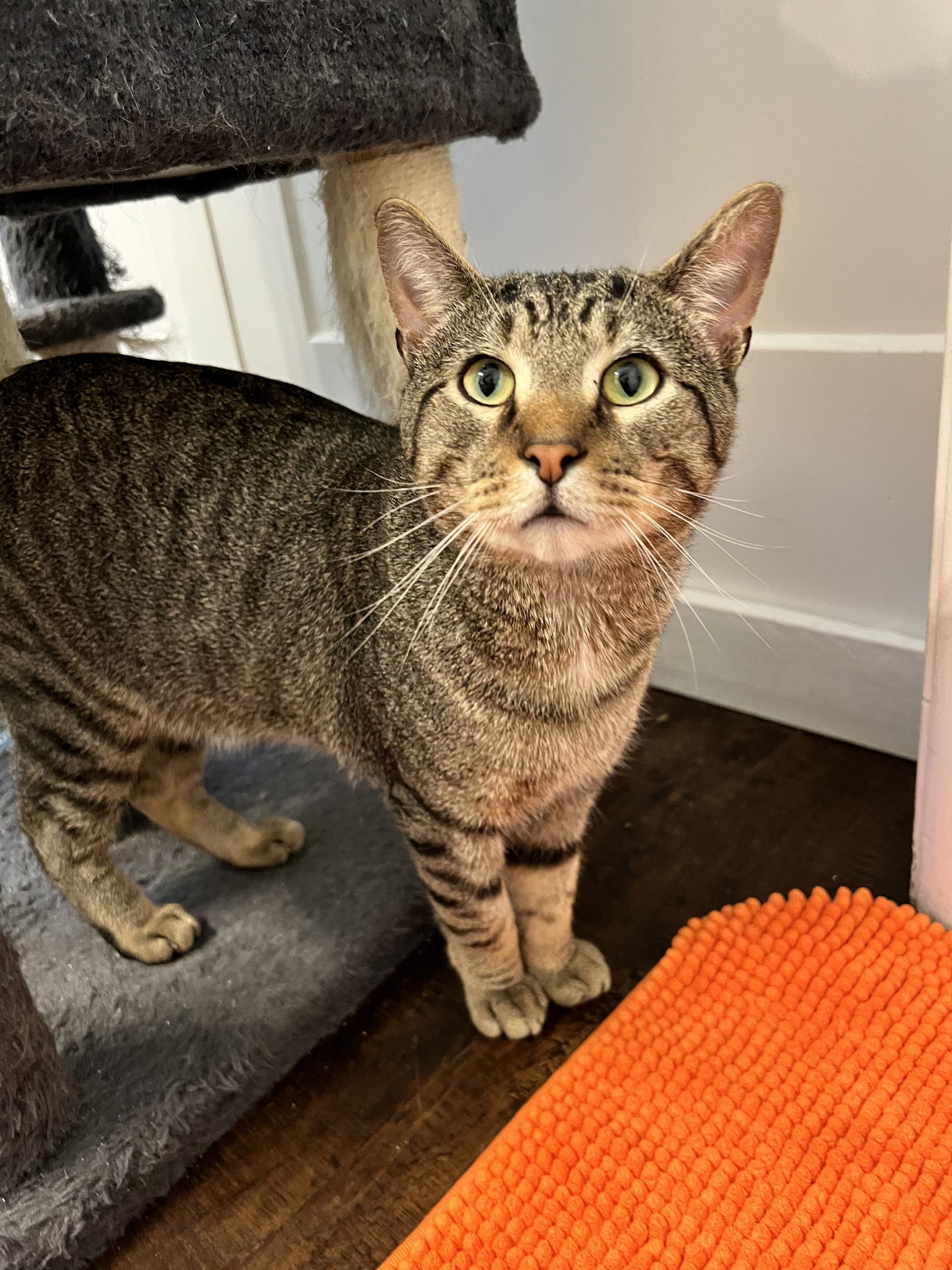 Bagel, an adoptable Domestic Short Hair in Nashville, TN, 37221 | Photo Image 3