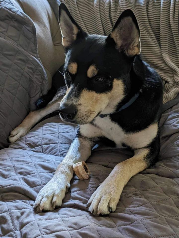 Kelpie sales cross husky