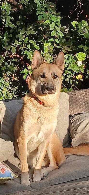 XL Duck, an adoptable Akita in Elk Grove, CA, 95624 | Photo Image 1