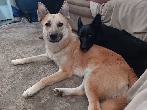 XL Duck, an adoptable Akita in Elk Grove, CA, 95624 | Photo Image 2