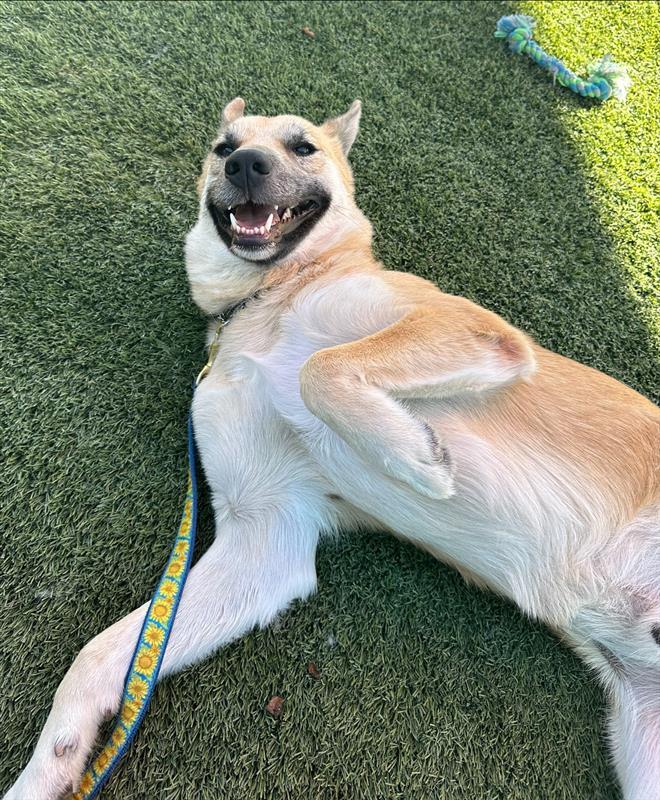 XL Duck, an adoptable Akita in Elk Grove, CA, 95624 | Photo Image 3