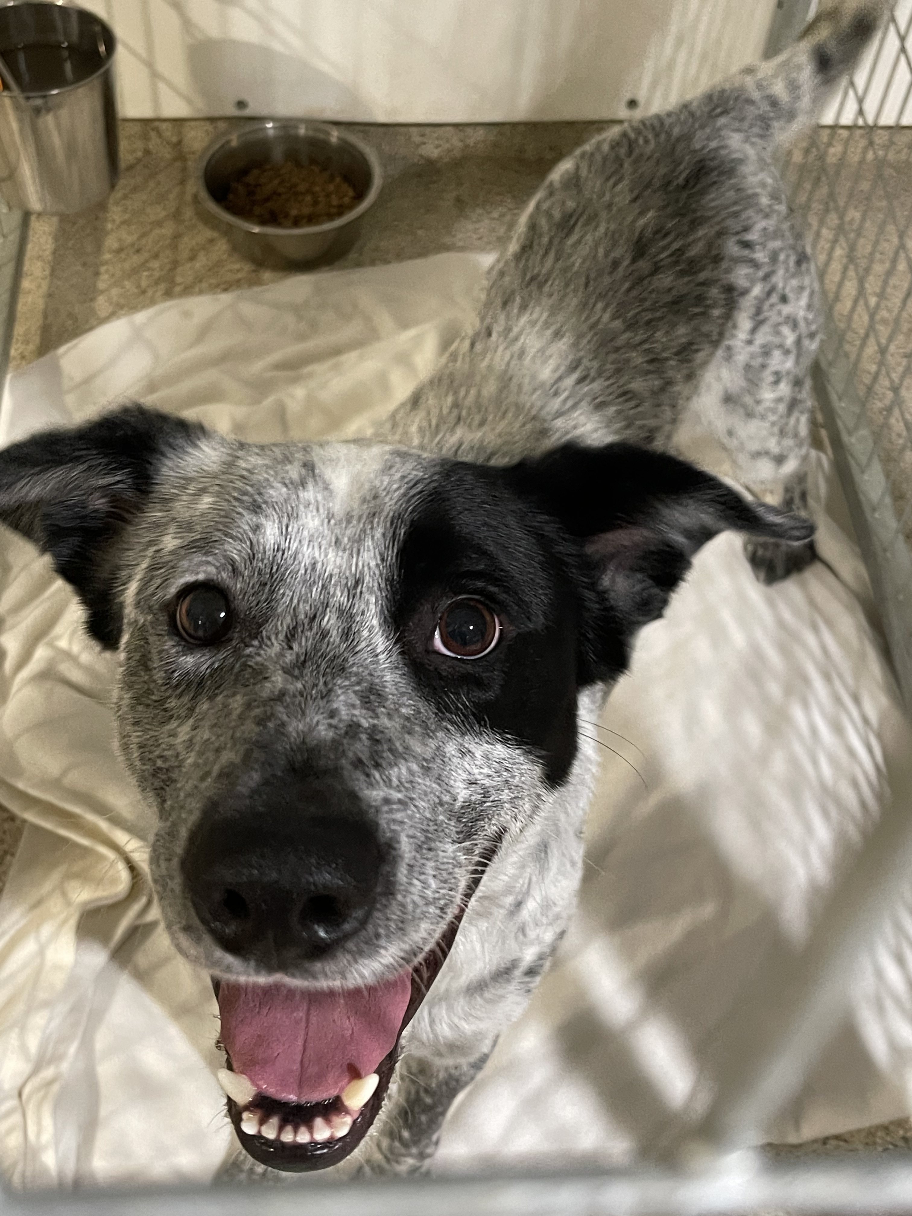 Blue heeler german pointer hot sale mix