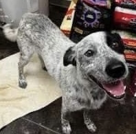 Huck, an adoptable Australian Cattle Dog / Blue Heeler & German Shorthaired Pointer Mix in Coralville, IA_image-2