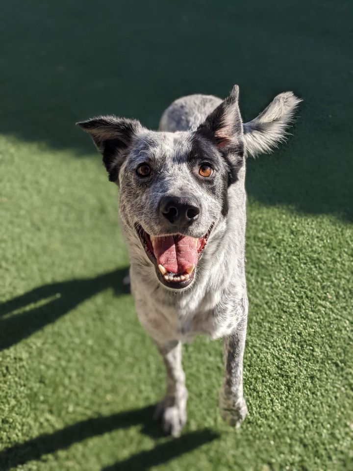 Huck, an adoptable Australian Cattle Dog / Blue Heeler & German Shorthaired Pointer Mix in Coralville, IA_image-3