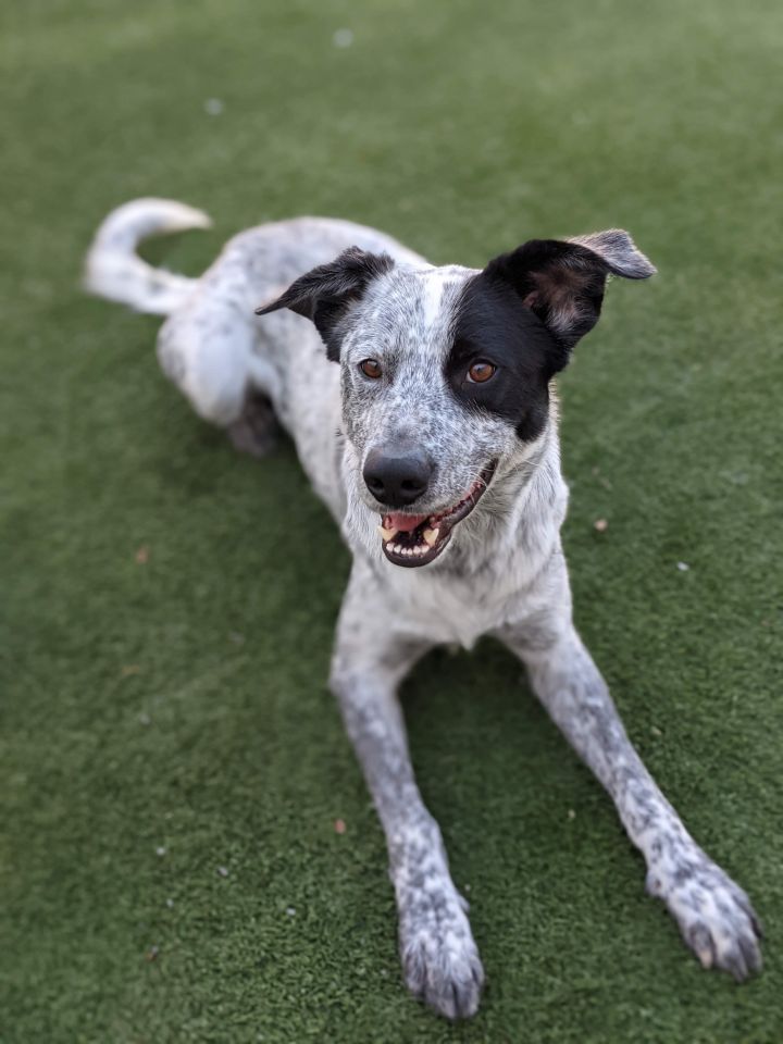 Huck, an adoptable Australian Cattle Dog / Blue Heeler & German Shorthaired Pointer Mix in Coralville, IA_image-4