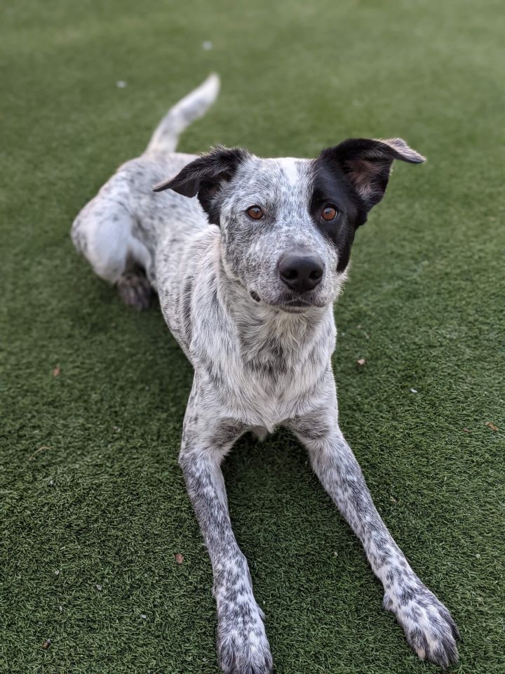 Huck, an adoptable Australian Cattle Dog / Blue Heeler & German Shorthaired Pointer Mix in Coralville, IA_image-5