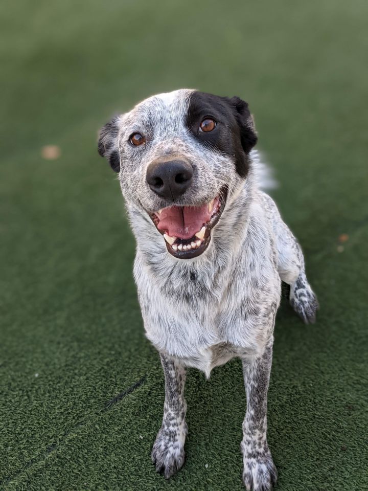 Blue heeler german cheap shorthaired pointer mix