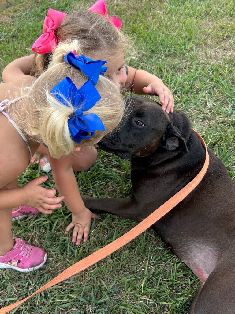 Momma, an adoptable Terrier, Pit Bull Terrier in St. Francisville, LA, 70775 | Photo Image 1