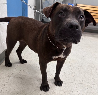 Momma, an adoptable Terrier, Pit Bull Terrier in St. Francisville, LA, 70775 | Photo Image 2