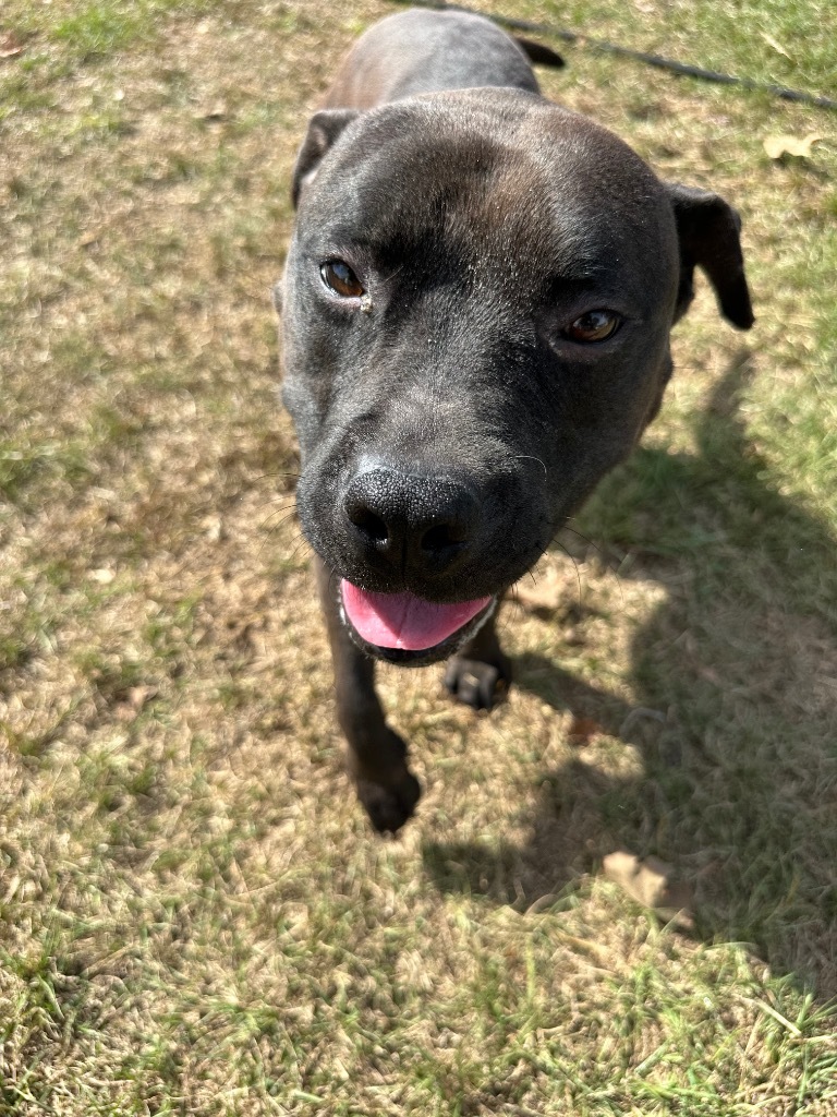 Momma, an adoptable Terrier, Pit Bull Terrier in St. Francisville, LA, 70775 | Photo Image 3