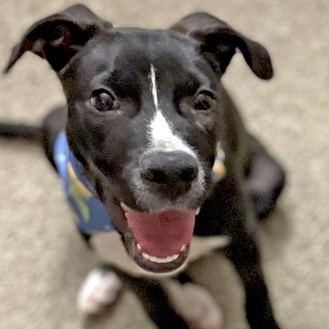 Babka, an adoptable Pit Bull Terrier Mix in Austin, TX_image-1