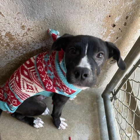 Babka, an adoptable Pit Bull Terrier Mix in Austin, TX_image-2