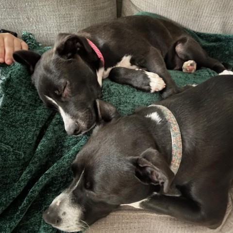 Babka, an adoptable Pit Bull Terrier Mix in Austin, TX_image-6