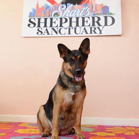 Skye, an adoptable German Shepherd Dog in North Las Vegas, NV_image-1