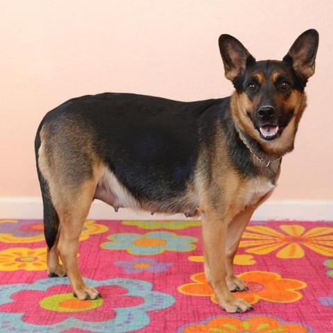 Skye, an adoptable German Shepherd Dog in North Las Vegas, NV_image-4