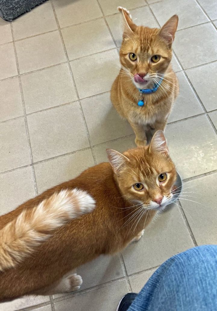 Winkin G.- ORANGE KITTY WITH BONDED BROTHER BLINKIN!, an adoptable Domestic Short Hair in Stowe, PA_image-4