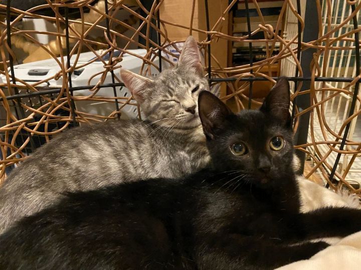 Shadow & Misty - Super Sweet, an adoptable Domestic Short Hair in Middle Village, NY_image-3