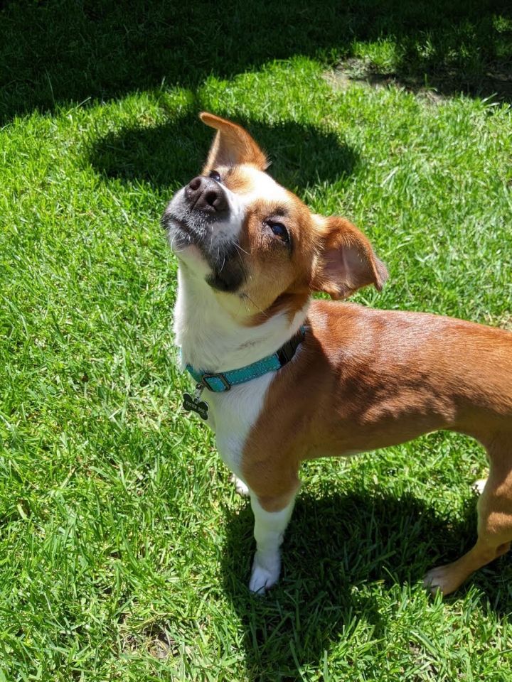 Jewel, an adoptable Parson Russell Terrier & Jack Russell Terrier Mix in Davis, CA_image-5