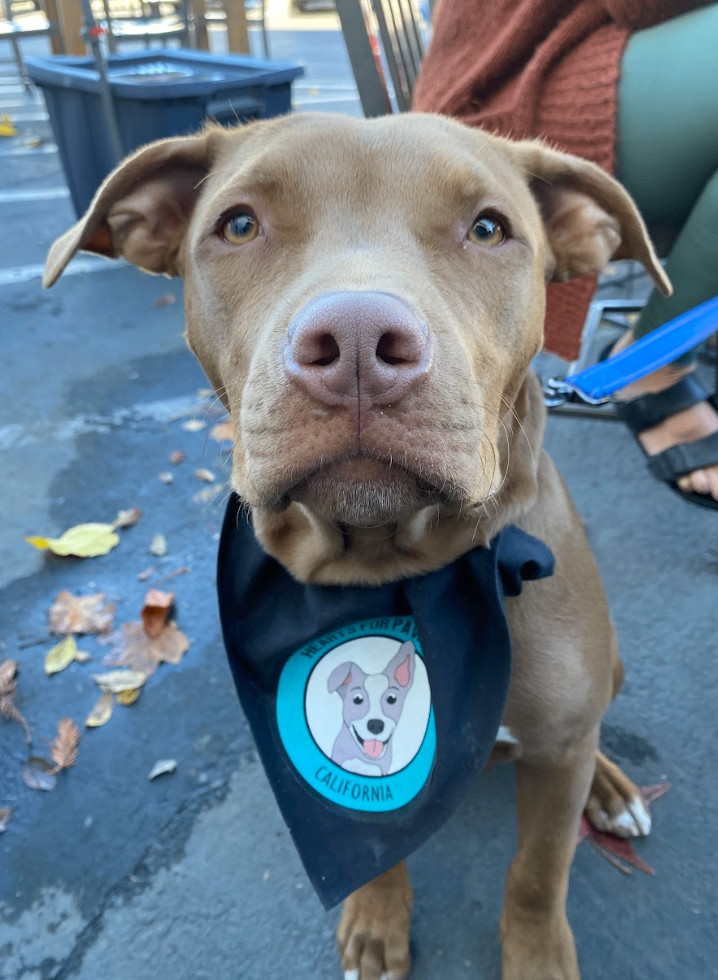 Clarke, an adoptable Pit Bull Terrier & American Bulldog Mix in Davis, CA_image-1