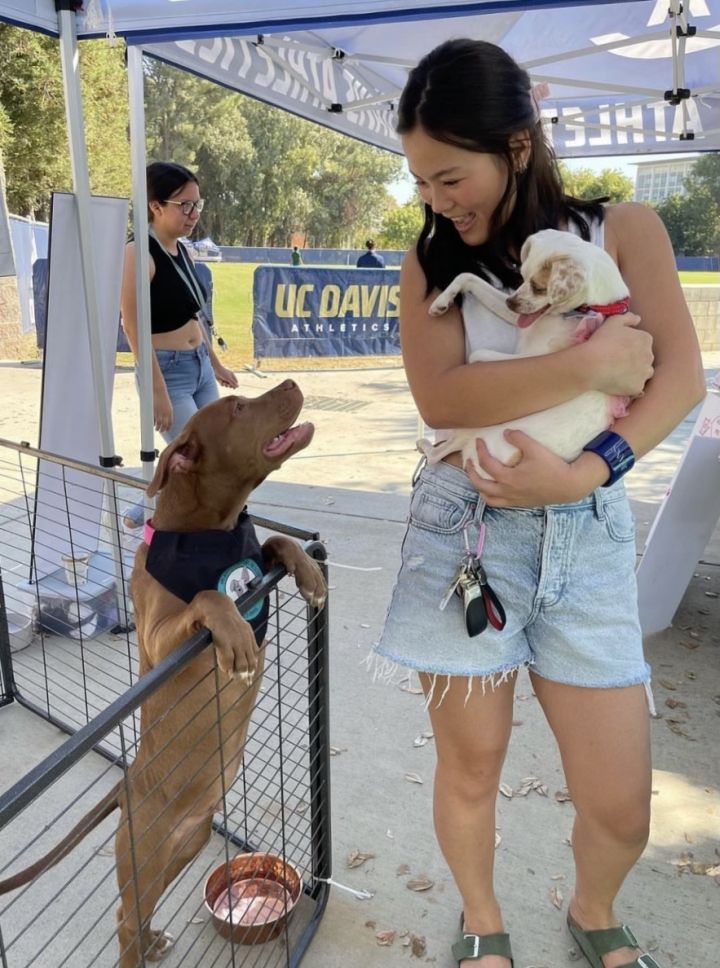 Clarke, an adoptable Pit Bull Terrier & American Bulldog Mix in Davis, CA_image-5