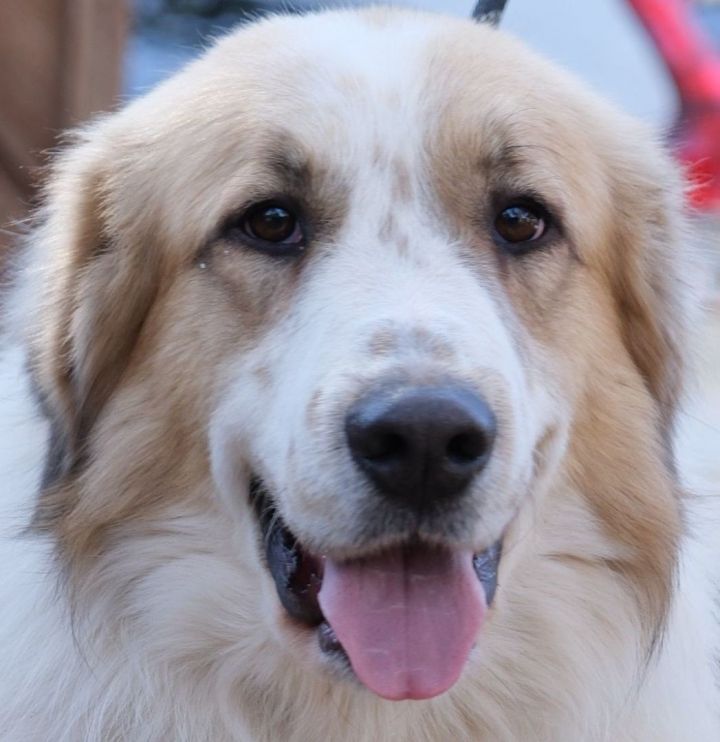 Sparrow, an adoptable Great Pyrenees in Spring, TX_image-1