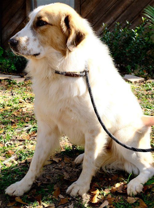 Sparrow, an adoptable Great Pyrenees in Spring, TX_image-3