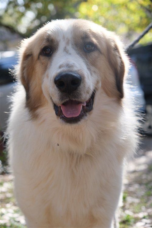 Sparrow, an adoptable Great Pyrenees in Spring, TX_image-4