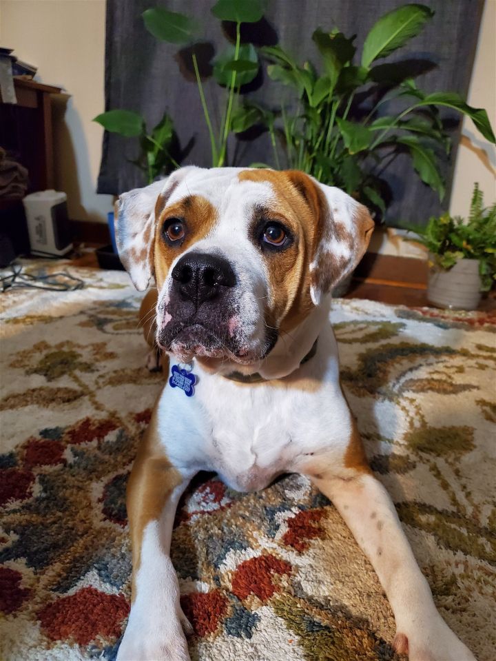 Nash Bridges, an adoptable Boxer & Beagle Mix in St. Louis, MO_image-1