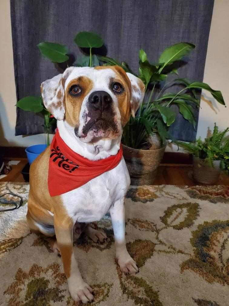 Nash Bridges, an adoptable Boxer, Beagle in St. Louis, MO, 63125 | Photo Image 2